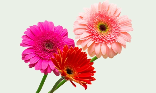 Gerberas Delivery