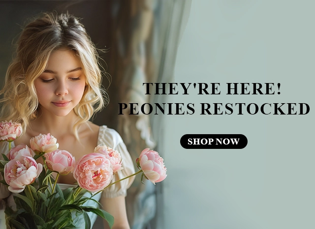 Buy Peonies Online UAE